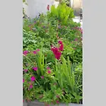 Appartement Buki **** Split