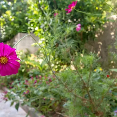 Buki **** Apartman *